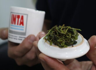 Un té verde elaborado por el INTA fue premiado como el mejor de Sudamérica, y el Instituto ya suma tres galardones