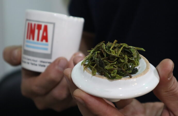 Un té verde elaborado por el INTA fue premiado como el mejor de Sudamérica, y el Instituto ya suma tres galardones