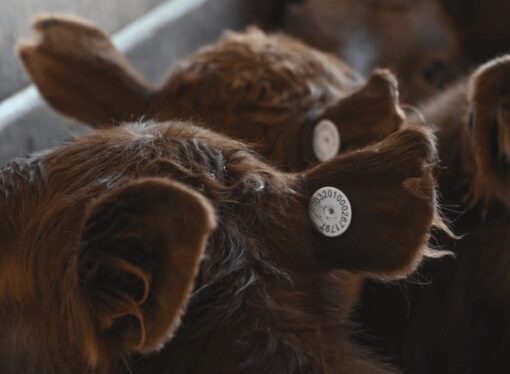 Trazabilidad electrónica animal: cómo son los “botones” que deberán llevar los bovinos a partir de 2026
