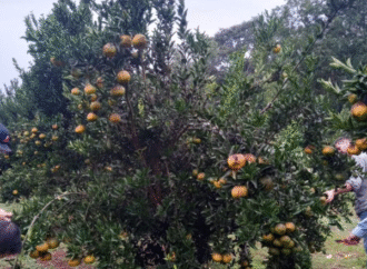 Época de poda: realizarla cada año fortalece la productividad de las plantas
