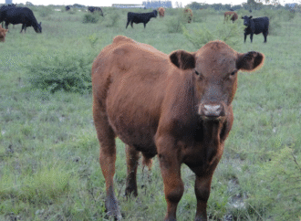 Denuncian una pérdida histórica del estatus sanitario de la carne
