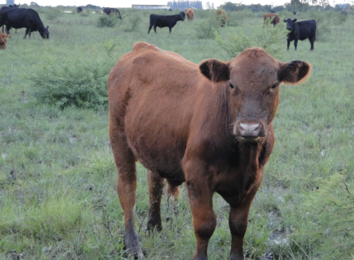 Denuncian una pérdida histórica del estatus sanitario de la carne
