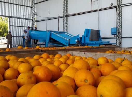 Las exportaciones de cítricos se duplican y lideran el semestre agroindustrial