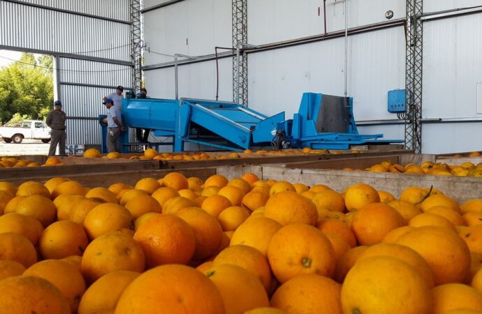 Las exportaciones de cítricos se duplican y lideran el semestre agroindustrial