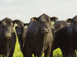 Novillo Mercosur en Alerta: ¿Qué Oculta la Fuerte Caída de Precios en Argentina?