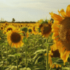 Campaña 2025/26: el girasol argentino crece y supera promedios históricos