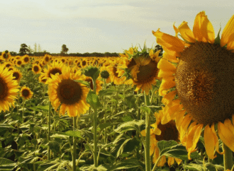 Comenzó la siembra de girasol 2025/26: pautas para una campaña con alto potencial