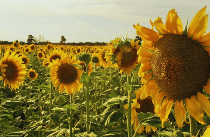 Comenzó la siembra de girasol 2025/26: pautas para una campaña con alto potencial