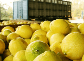 Los limones argentinos siguen ganando mercados: se abrieron las exportaciones a Chile