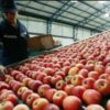 Frutas al borde del colapso piden auxilio