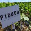 Alertan por una plaga que podría estar expandiéndose y es letal: el picudo negro de la soja