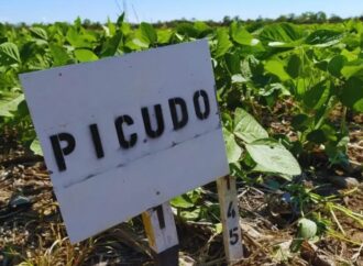 Alertan por una plaga que podría estar expandiéndose y es letal: el picudo negro de la soja