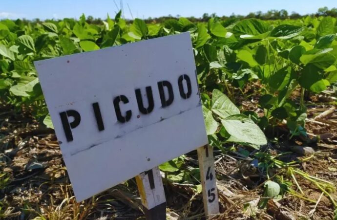 Alertan por una plaga que podría estar expandiéndose y es letal: el picudo negro de la soja