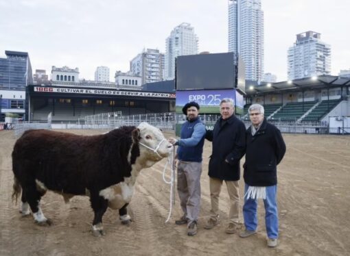 “Escocés”, un toro de 1000 kilos fue el primer animal en ingresar a la Expo Rural de Palermo