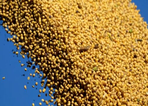 La soja anotó su tercera rueda consecutiva de suba en Chicago y cerró a $340 mil por tonelada en Argentina