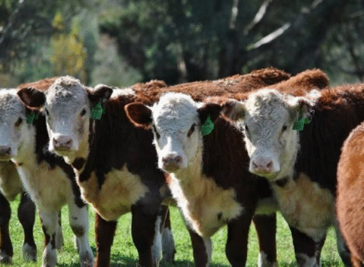 Feedlots y recría: el nuevo ciclo que busca estabilizar la producción de carne