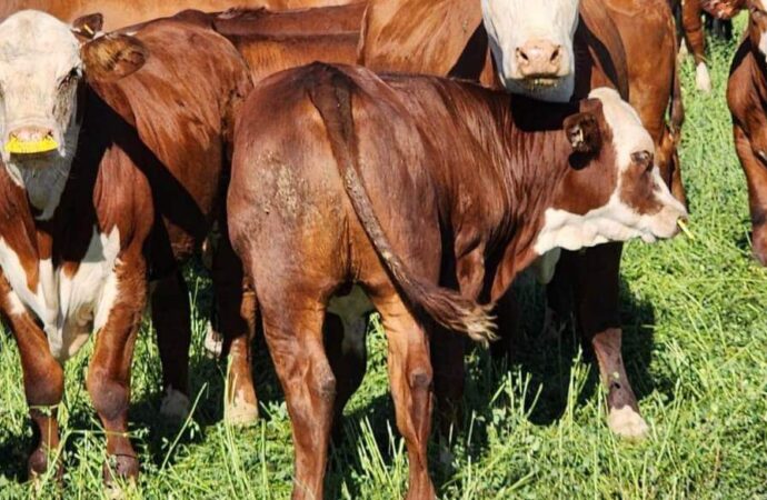 Invernada histórica: el precio del ternero sube incluso en el pico de oferta