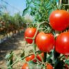 Tomates en el suelo, precios por las nubes: el drama de los pequeños productores correntinos
