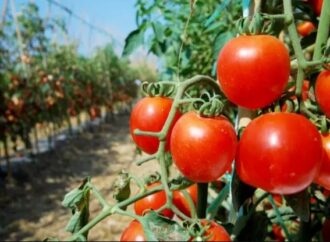 Tomates en el suelo, precios por las nubes: el drama de los pequeños productores correntinos