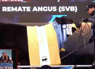 “Picante”: pagaron $115 millones por un toro Angus en Palermo