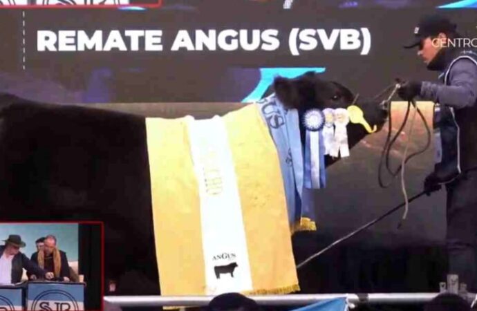 “Picante”: pagaron $115 millones por un toro Angus en Palermo