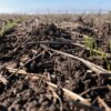 “Es muy inusual el agua que está dejando julio”: el trigo, con buenas y malas tras las lluvias
