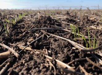 “Es muy inusual el agua que está dejando julio”: el trigo, con buenas y malas tras las lluvias