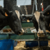 Un regreso muy esperado por Palermo: el año en que las vacas Holando volvieron a La Rural