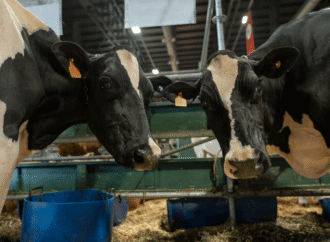 Un regreso muy esperado por Palermo: el año en que las vacas Holando volvieron a La Rural