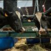 Las vacas lecheras vuelven a la pista central de la Expo Rural tras 6 años de ausencia