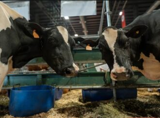 Las vacas lecheras vuelven a la pista central de la Expo Rural tras 6 años de ausencia