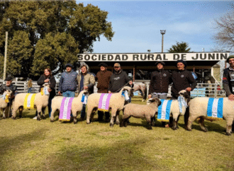¿Cómo se jura un Hampshire Down? La mirada de dos jurados de lujo