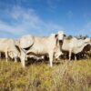 La raza Brahman resurge con fuerza en el norte argentino
