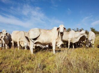 La raza Brahman resurge con fuerza en el norte argentino