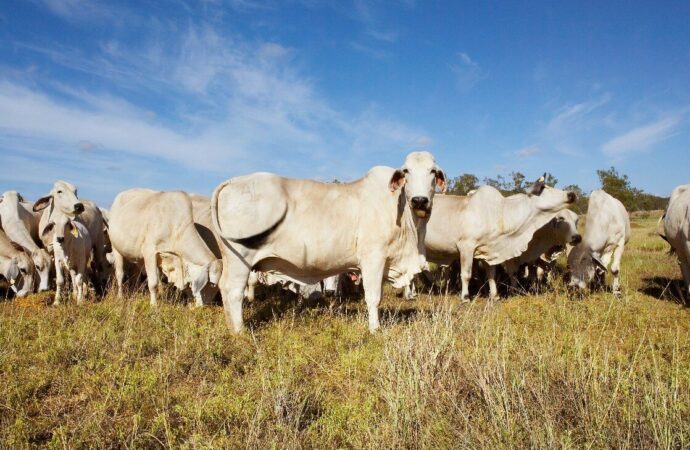 La raza Brahman resurge con fuerza en el norte argentino