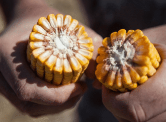 El Congreso Internacional de Maíz abre una campaña con todo para que el cereal “explote”