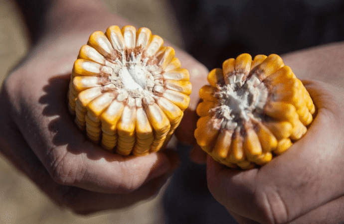 El Congreso Internacional de Maíz abre una campaña con todo para que el cereal “explote”
