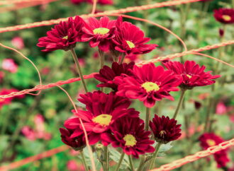 Impulso histórico: créditos con tasas bonificadas para la floricultura de Misiones