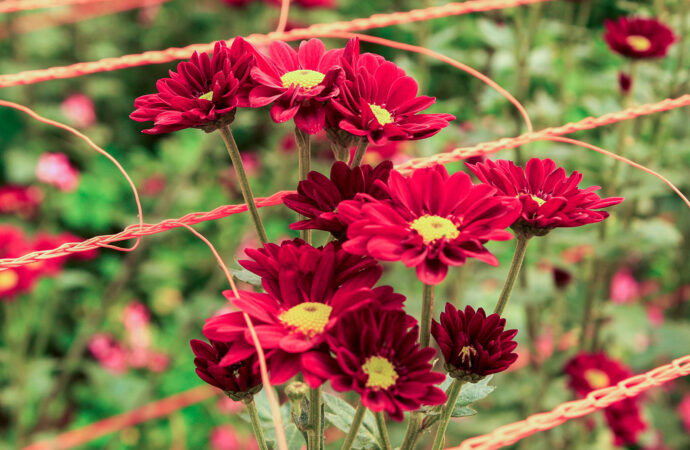 Impulso histórico: créditos con tasas bonificadas para la floricultura de Misiones