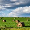 Forrajes: las micotoxinas, una amenaza silenciosa que se puede prevenir