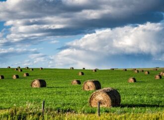 Forrajes: las micotoxinas, una amenaza silenciosa que se puede prevenir