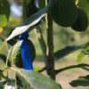 Publican guía gratuita para potenciar el cultivo de palta en el NEA