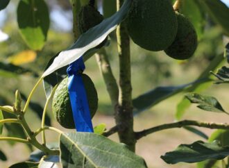 Publican guía gratuita para potenciar el cultivo de palta en el NEA