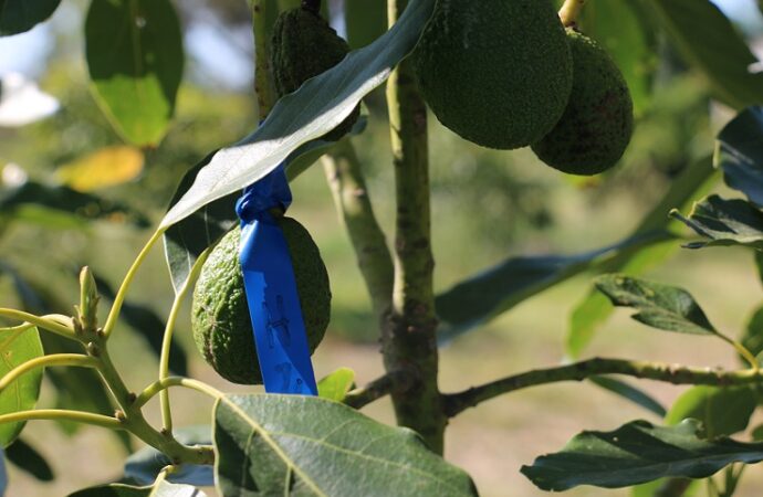 Publican guía gratuita para potenciar el cultivo de palta en el NEA