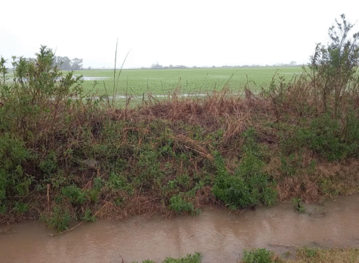 Lluvias intensas en el campo complican al litoral y la región pampeana
