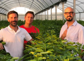 Producen 4000 toneladas del superfruto que tiene como “embajador” a Abel Pintos