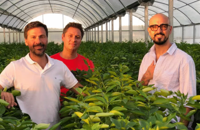 Producen 4000 toneladas del superfruto que tiene como “embajador” a Abel Pintos