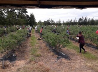 Producción de arándanos en Corrientes: «La situación económica nos afecta enormemente»