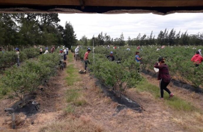 Producción de arándanos en Corrientes: «La situación económica nos afecta enormemente»