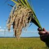 Productores prevén menor siembra de arroz ante crisis de rentabilidad
